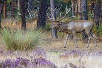 Bronst trekt honderden fotografen naar veluwe
