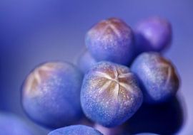 Sleeping Beauties (Blauwe Druifjes)