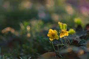 Blüten mit gelbem Boden von Tania Perneel