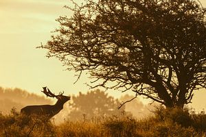 Fallow deer sur Menno Schaefer