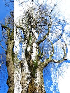 Tree Magic 96