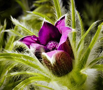 Blüte im Pelz verschönt die Natur