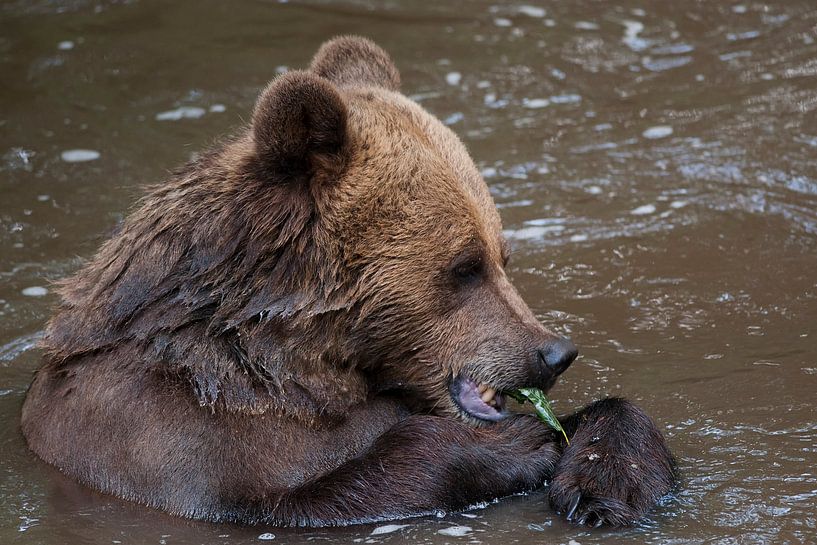 Braunbär : Ouwehands Dierenpark von Loek Lobel