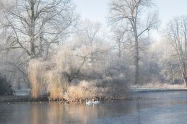 Ochtend rijp in het park von Ingrid Van Damme fotografie