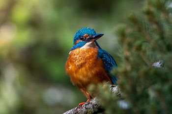 A Glimpse of Cobalt and Orange