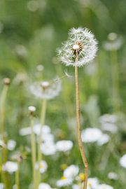 Fliegender Pusteblumenflocken von Liesbeth Disbergen Photography