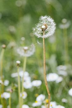 Fliegender Pusteblumenflocken