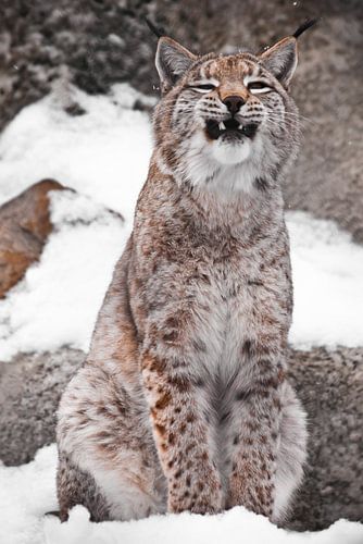 Un lynx assis dans la neige ouvre une grande gueule. Le sourire brutal d'un chat au museau effronté.
