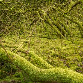 Forêt de mousses #2 sur Xander Haenen