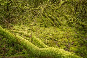 Forêt de mousses #2 sur Xander Haenen