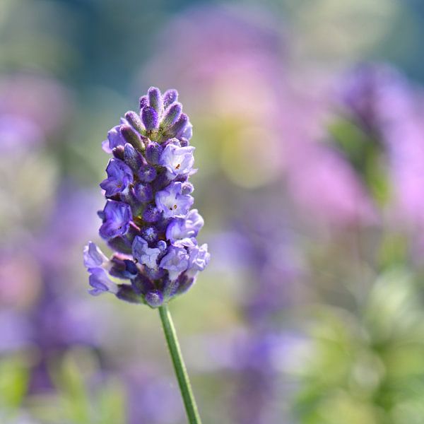 Lavender by Violetta Honkisz