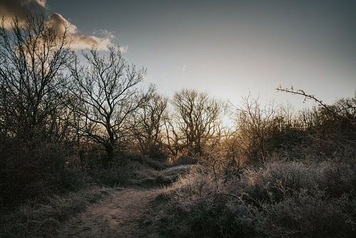 Paysage d'hiver