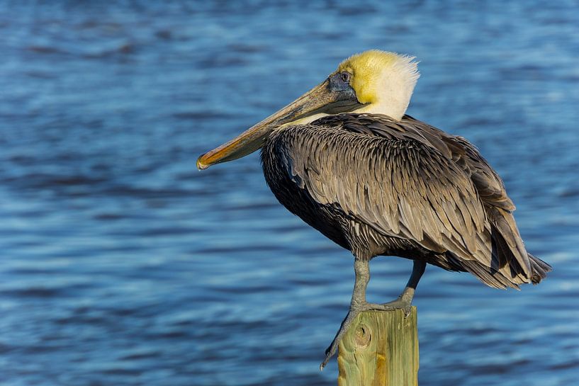 USA, Florida, Brauner Pelikan sitzt auf einem Holzstapel am Wasser von adventure-photos