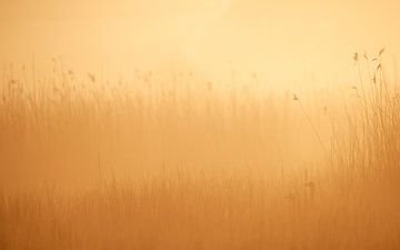Grauwe ganzen in ochtend mist by Erik van Velden