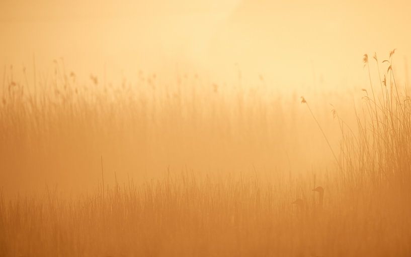 Grauwe ganzen in ochtend mist van Erik van Velden