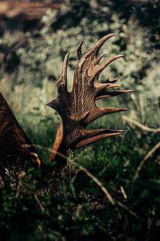 Geweihe von Rothirschen auf der Veluwe