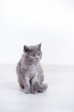 Kitten Boter van Janine Bekker Photography