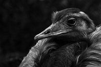 Ostrich