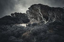 De stille gloed van de kust van Patrick Kilb