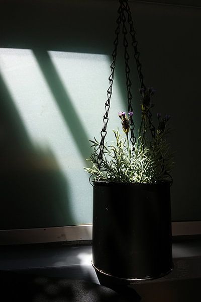 Lavendel in een hangende metalen blik von Sense Photography