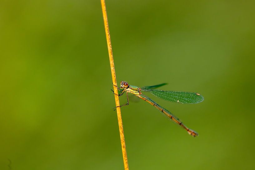 Wood aphid on a twig by Erwin van Eekhout