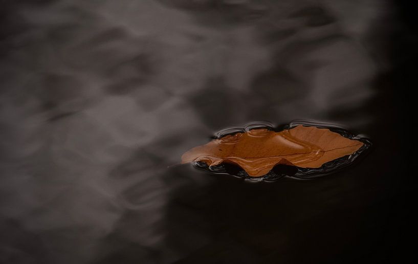 Feuilles d'automne par Brigitte Radius