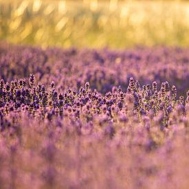 Lavendelveld in de zomer van FellundFarbe