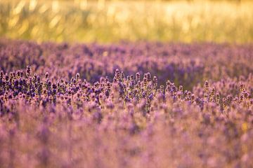 Lavendel Feld im Sommer von deinFarbentanz