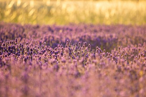 Champ de lavande en été