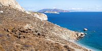 Panorama with goats and a blue sea on the island of Folegandros in Greece by Teun Janssen thumbnail