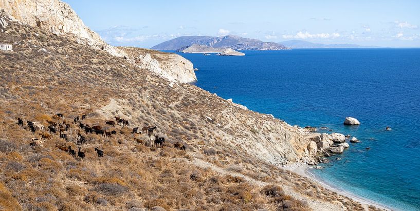 Panorama with goats and a blue sea on the island of Folegandros in Greece by Teun Janssen