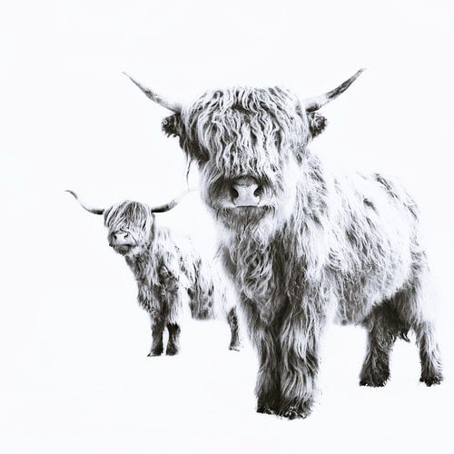 Hooglandse koeien op wit