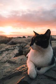 Sunset with a cat: magical moments by the sea by NZME Photography