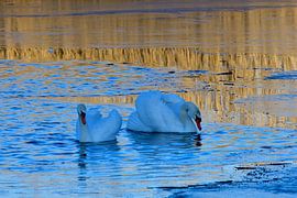 Mute Swans by Karin Jähne