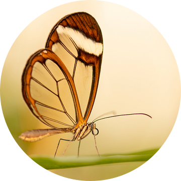 Vlinder, Glasvleugelvlinder van voorDEfoto