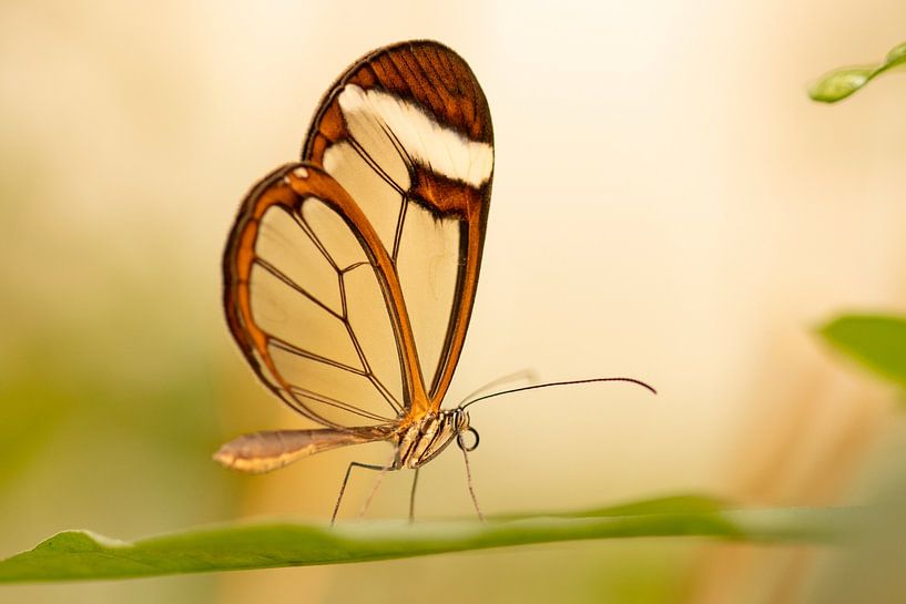 Butterfly, Glasswing butterfly by voorDEfoto