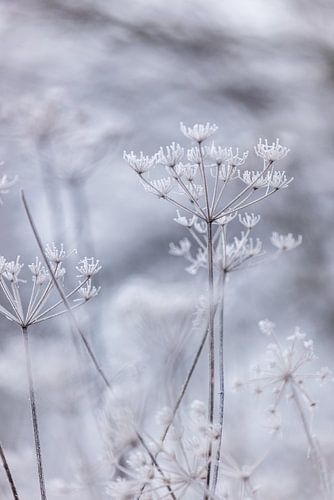 Frozen 5