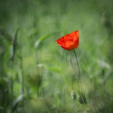 Lone poppy van John Goossens Photography