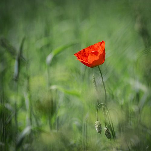 Lone poppy