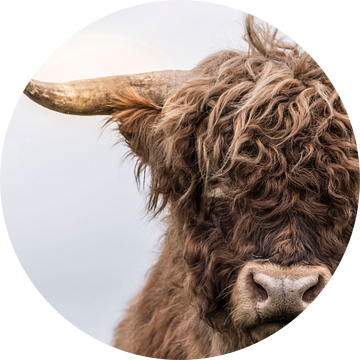 Portret van een Schotse Hooglander