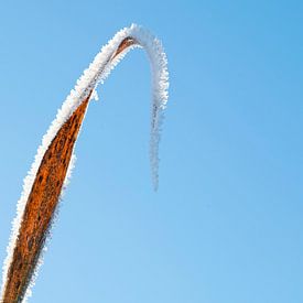 Blad met ijskristallen van Anjo Kan