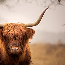 Scottish Highlander by GoWildGoNaturepictures