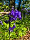 Hyacinths by Truckpowerr thumbnail