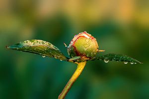 Pioenroos bloemknop met druppels