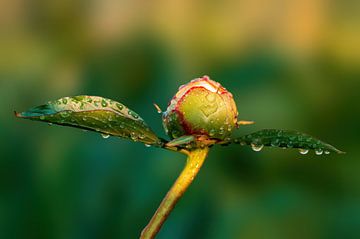 Pioenroos bloemknop met druppels van Mario Plechaty Photography