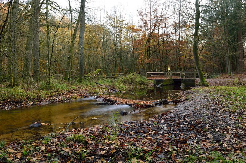 Leuvenumse beek in de herfst van Gerard de Zwaan