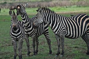 Zebra's in Rwanda von paul snijders