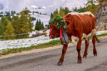 Een versierde koe tijdens de veedrift op de Seiser Alm van Thomas Heitz