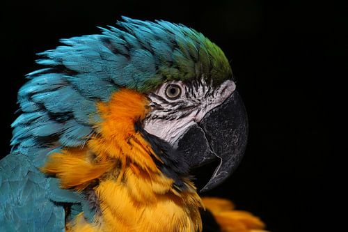 Macaw