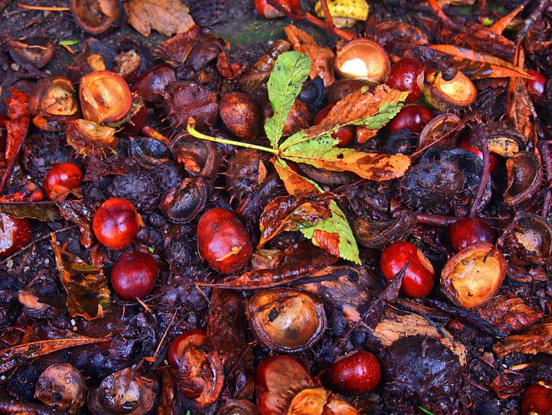 Nature morte d'automne 6 par Edgar Schermaul